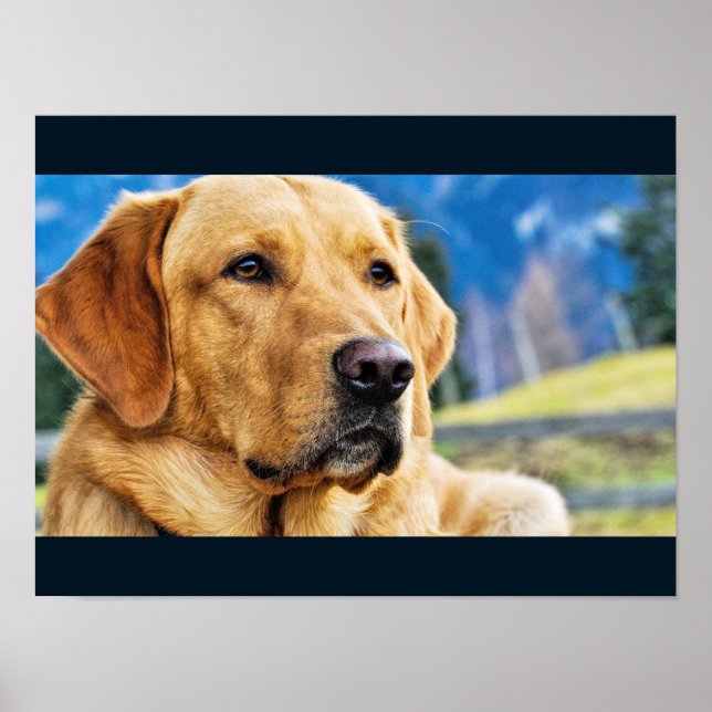 Golden Labrador Retriever Poster (Front)