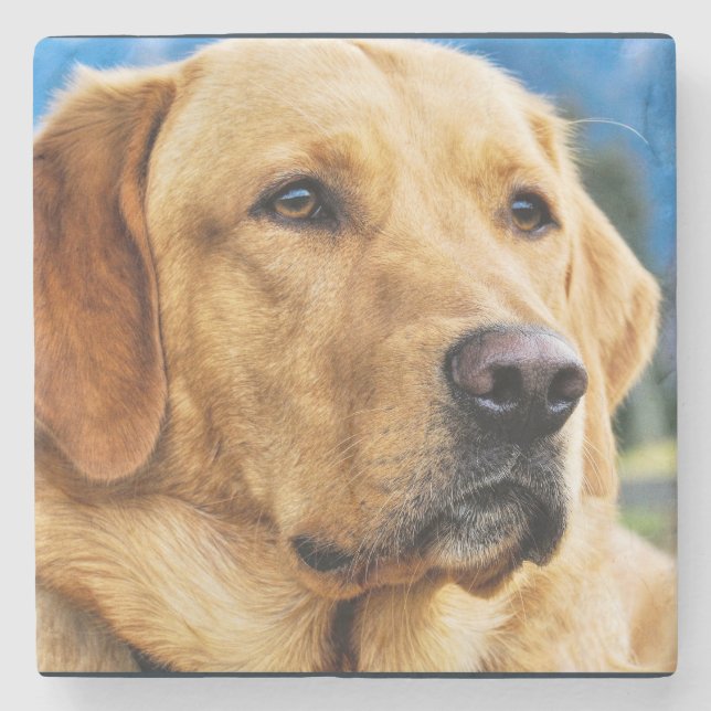 Golden Labrador Retriever Stone Coaster (Front)