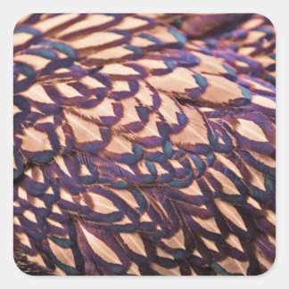 Golden Laced Wyandotte Chicken Square Sticker