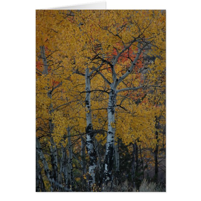 Golden Leaves of the Aspen (Front)