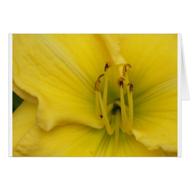 Golden Lily (Front Horizontal)