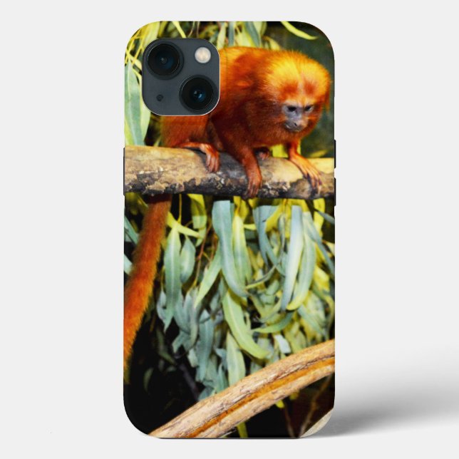 Golden Lion Tamarin Observing, iPhone 13 Case (Back)