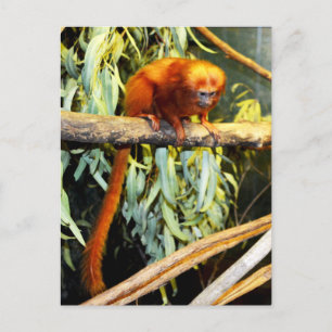 Golden Lion Tamarin Whats Up, Postcard
