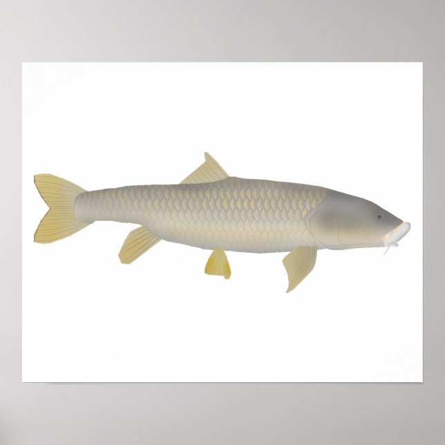 Golden Mahseer Poster (Front)