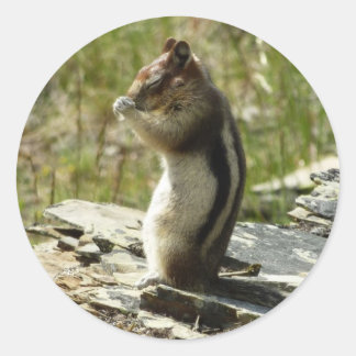 Golden-Mantled Ground Squirrel at Glacier I Classic Round Sticker
