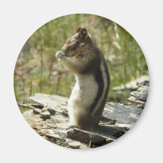 Golden-Mantled Ground Squirrel at Glacier I Magnet