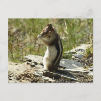 Golden-Mantled Ground Squirrel at Glacier I Postcard