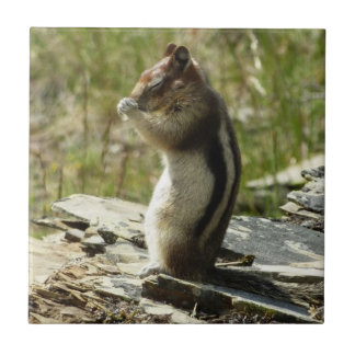 Golden-Mantled Ground Squirrel at Glacier I Tile