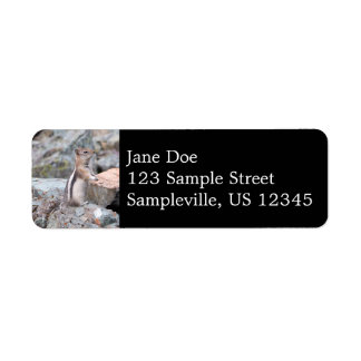 Golden-Mantled Ground Squirrel at Glacier II