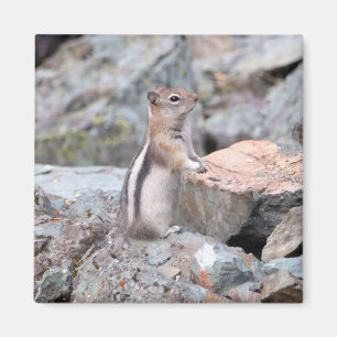 Golden-Mantled Ground Squirrel at Glacier II Magnet