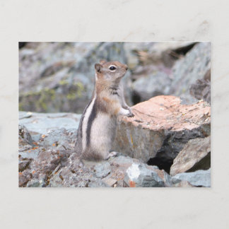 Golden-Mantled Ground Squirrel at Glacier II Postcard