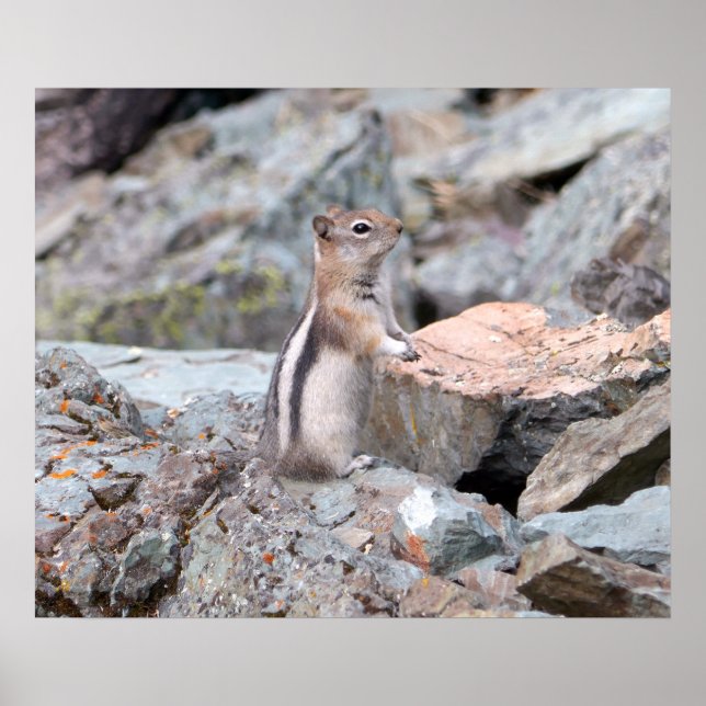 Golden-Mantled Ground Squirrel at Glacier II Poster (Front)