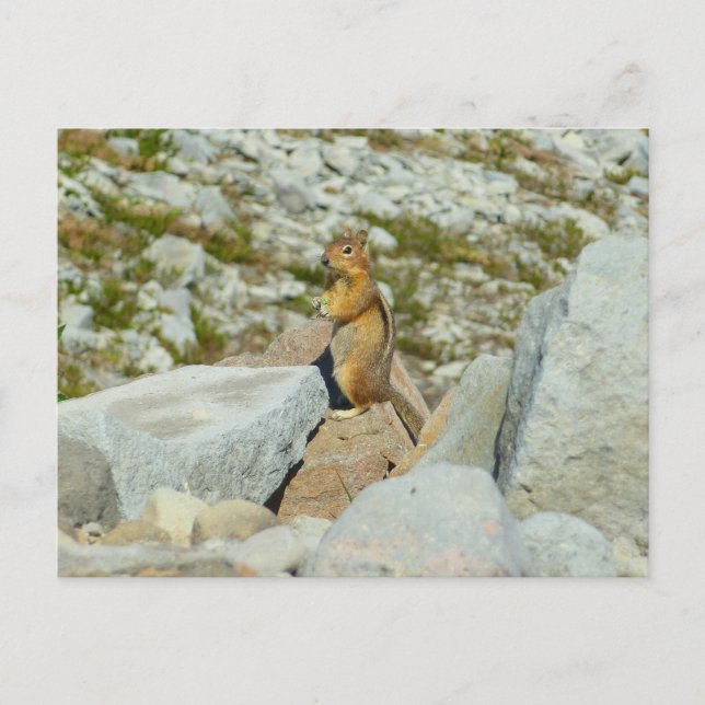 Golden-Mantled Ground Squirrel at Mount Rainier Postcard (Front)