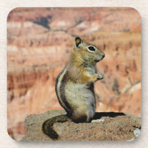 Golden Mantled Ground Squirrel Coaster