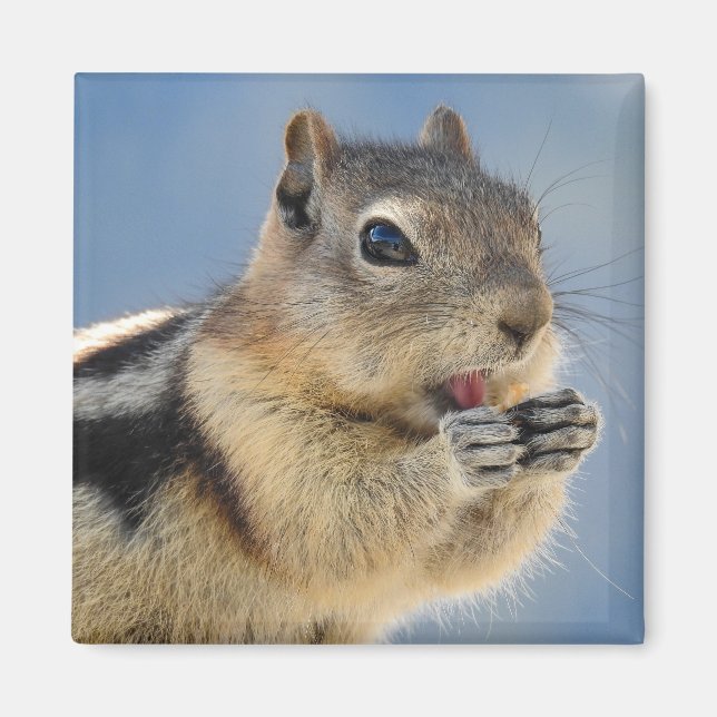 Golden Mantled Ground Squirrel Magnet (Front)