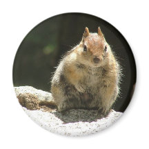 Golden mantled ground squirrel