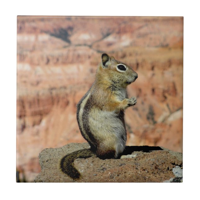 Golden Mantled Ground Squirrel Tile (Front)