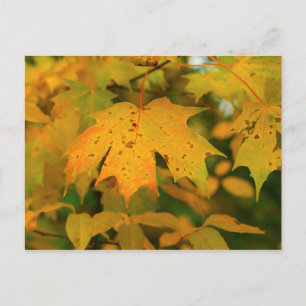 Golden Maple leaf close up Postcard