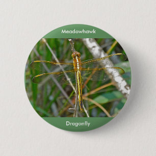 Golden Meadowhawk (Sympetrum) Dragonfly Items 6 Cm Round Badge
