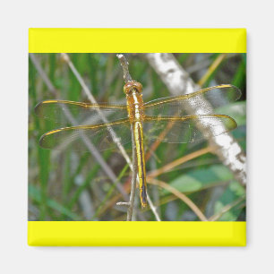 Golden Meadowhawk (Sympetrum) Dragonfly Items Magnet