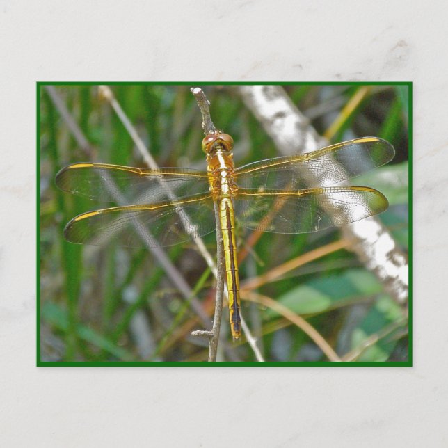Golden Meadowhawk (Sympetrum) Dragonfly Items Postcard (Front)