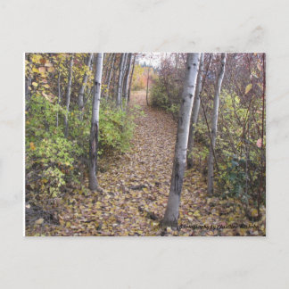 Golden medallions cover the pathway postcard