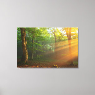 Golden Moment of Light Canvas Print