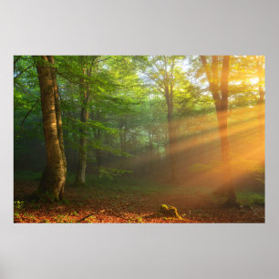 Golden Moment of Light Poster