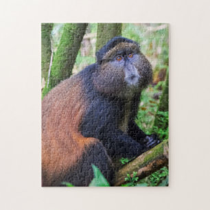 Golden Monkey, Rwanda Jigsaw Puzzle