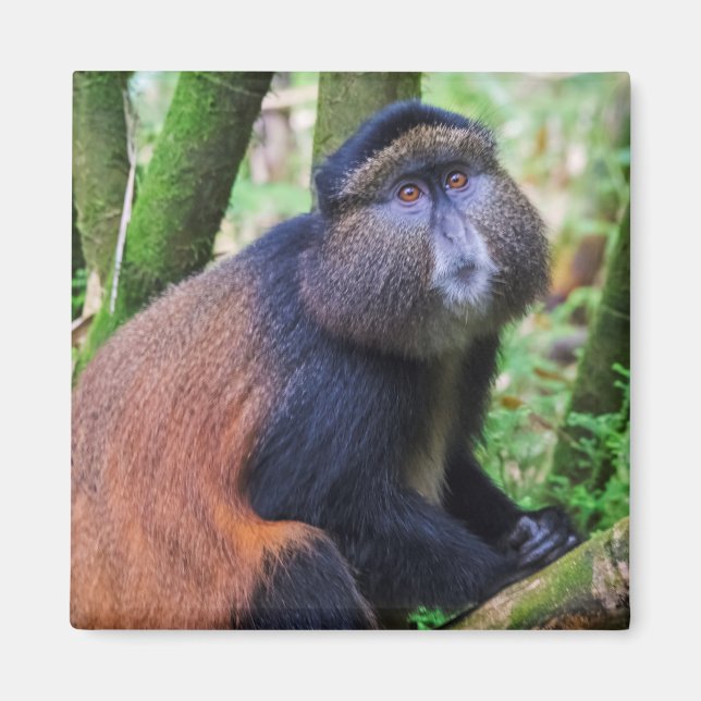 Golden Monkey, Rwanda Magnet (Front)