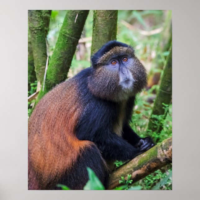 Golden Monkey, Rwanda Poster (Front)