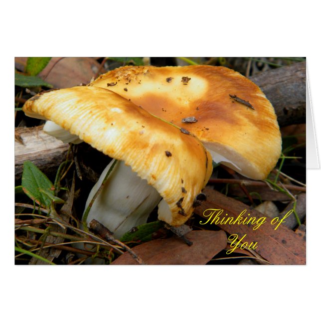 Golden Mushroom (Front Horizontal)
