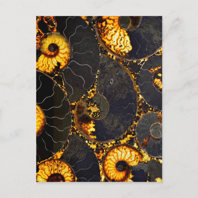 Golden Nautilus Postcard (Front)