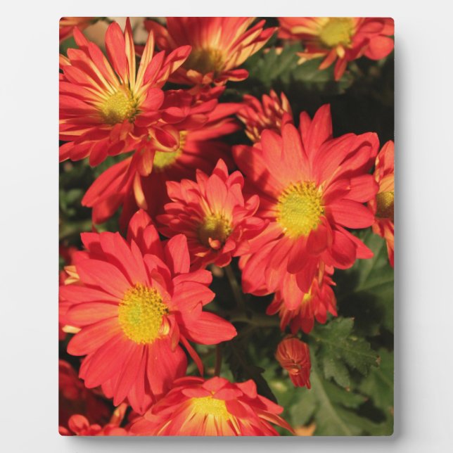 Golden,orange colour daisy flowers. plaque (Front)