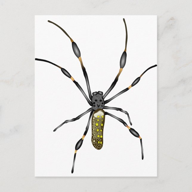 Golden Orb Spider Postcard (Front)