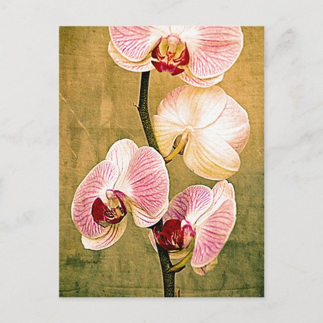 Golden Orchids Postcard (Front)