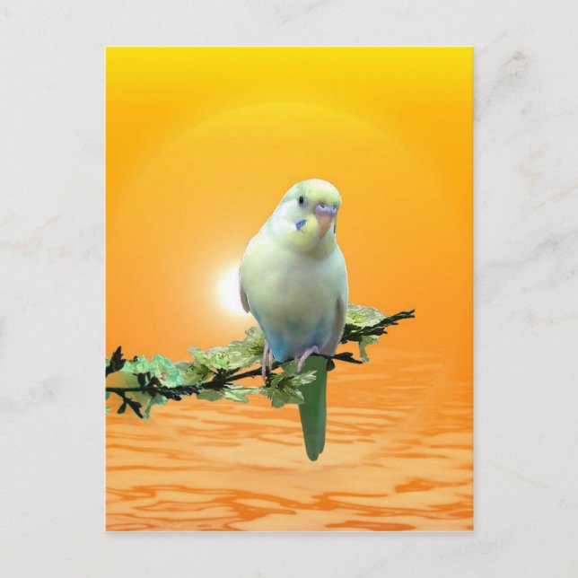 Golden Parakeet Postcard (Front)