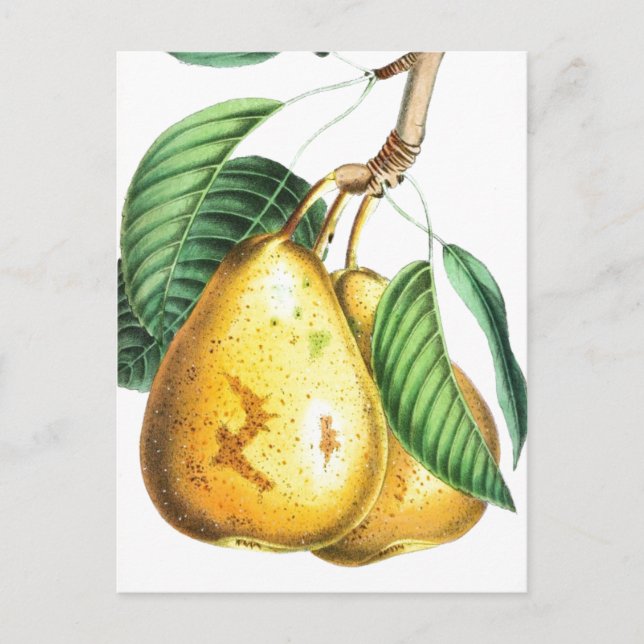 Golden pear Recipe Card (Front)