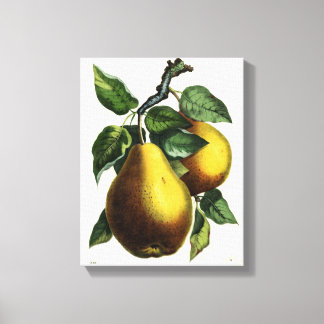 Golden Pears Canvas Print