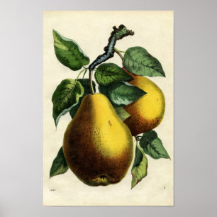 Golden Pears Poster