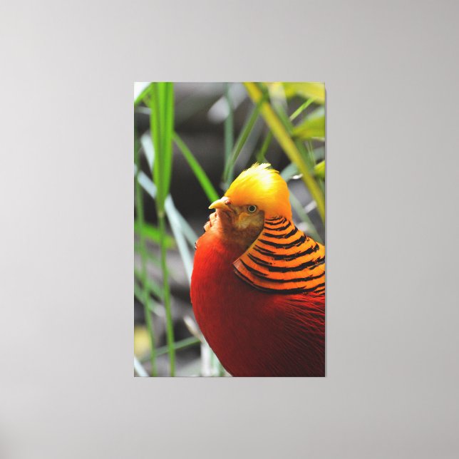 Golden Pheasant Bird Canvas Print (Front)