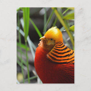 Golden Pheasant Bird Postcard