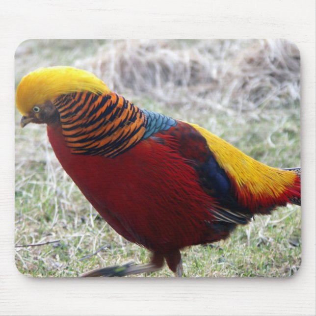 Golden Pheasant - Chrysolophus pictus Mouse Pad (Front)