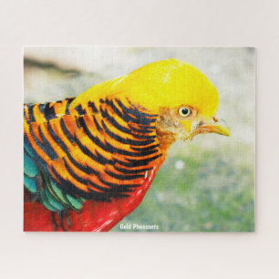 Golden  Pheasant Jigsaw Puzzle