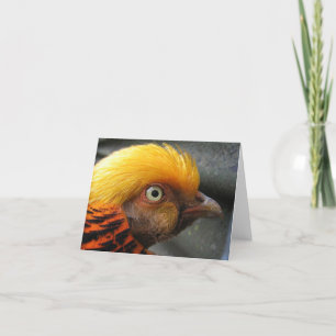 Golden Pheasant Note Card