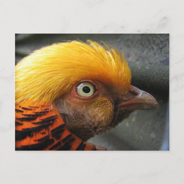 Golden Pheasant Postcard (Front)