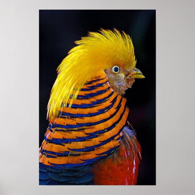 Golden pheasant print poster (Front)