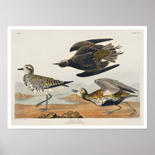 Golden Plover by Audubon Poster