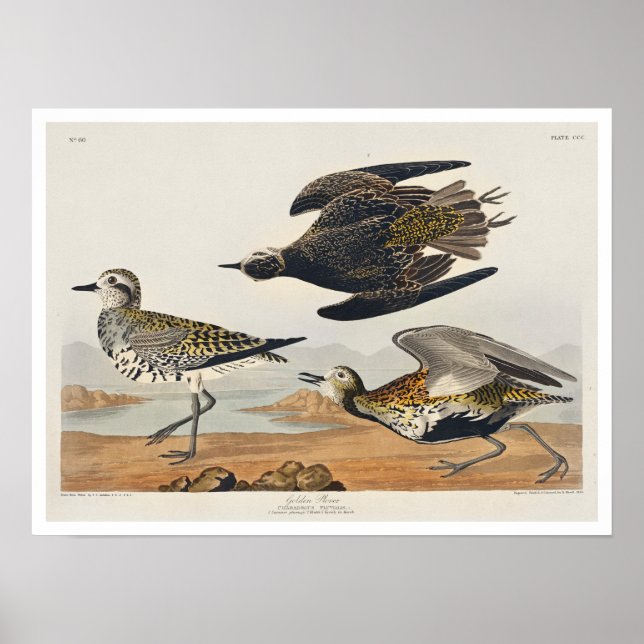 Golden Plover by Audubon Poster (Front)