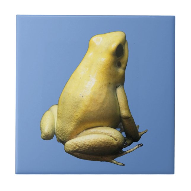 Golden Poison Frog Tile (Front)